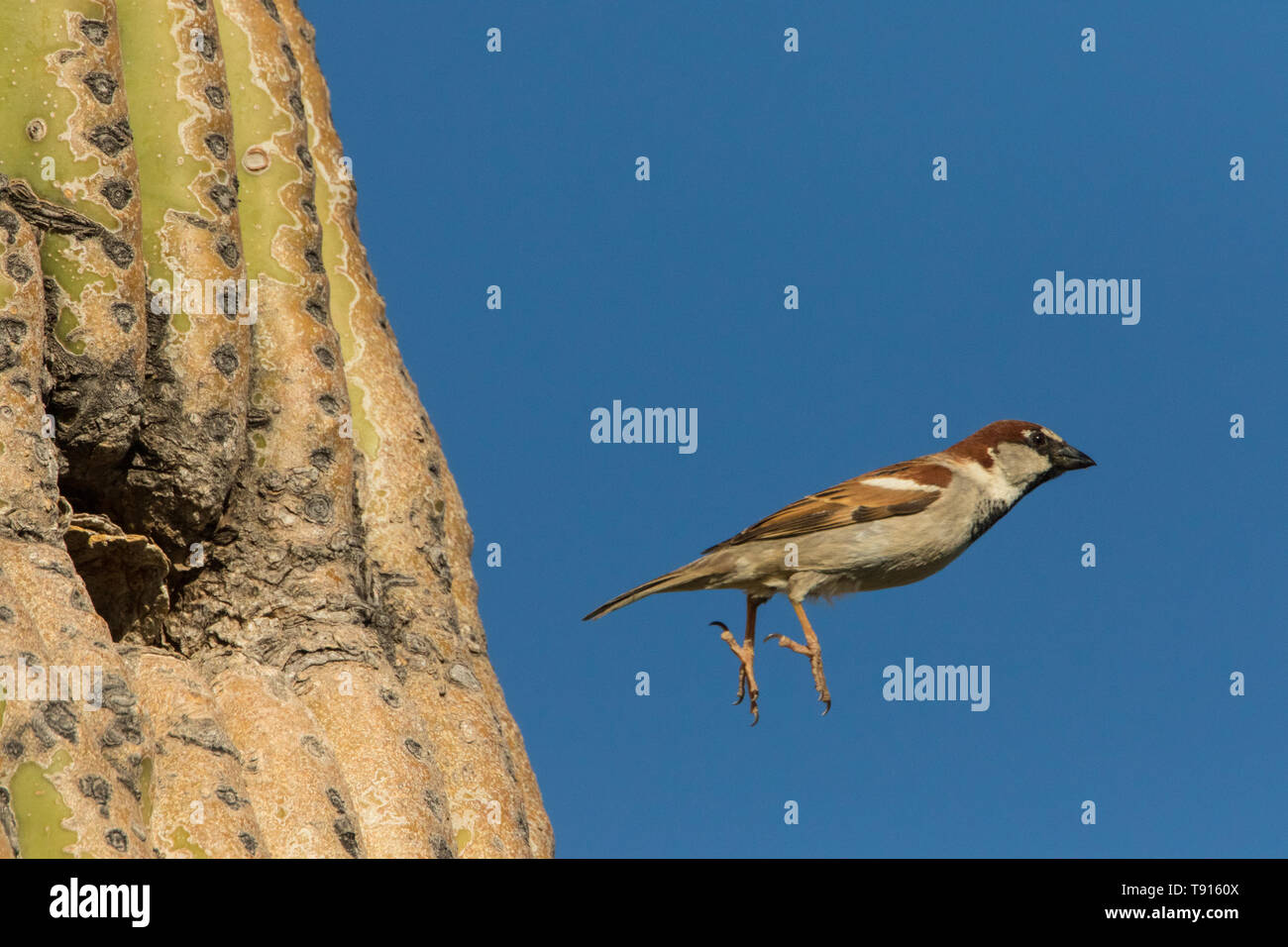 Haussperling (Passer domesticus), männlich, fliegen von Nest in Saguaro Kaktus, Sonoran Wüste Arizona, einer Spezies, die nach Nordamerika eingeführt von der Firma STS Tronic Stockfoto