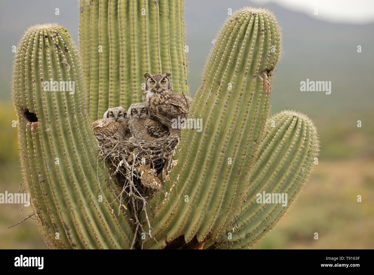 Große gehörnten Eulen, (Bubo virginianus), im Nest in Saguaro Kaktus, (Carnegiea gigantea), Sonoran Wüste, Arizona Stockfoto