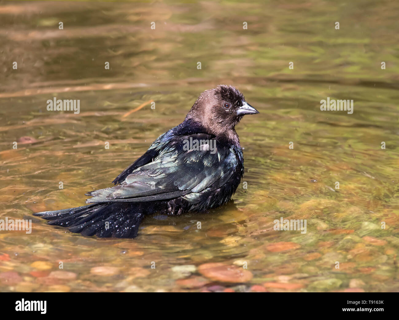 Ein männlicher Brown-headed Cowbird, Molothrus aeneus, Baden in einem Teich in Saskatoon, Saskatchewan, Kanada Stockfoto