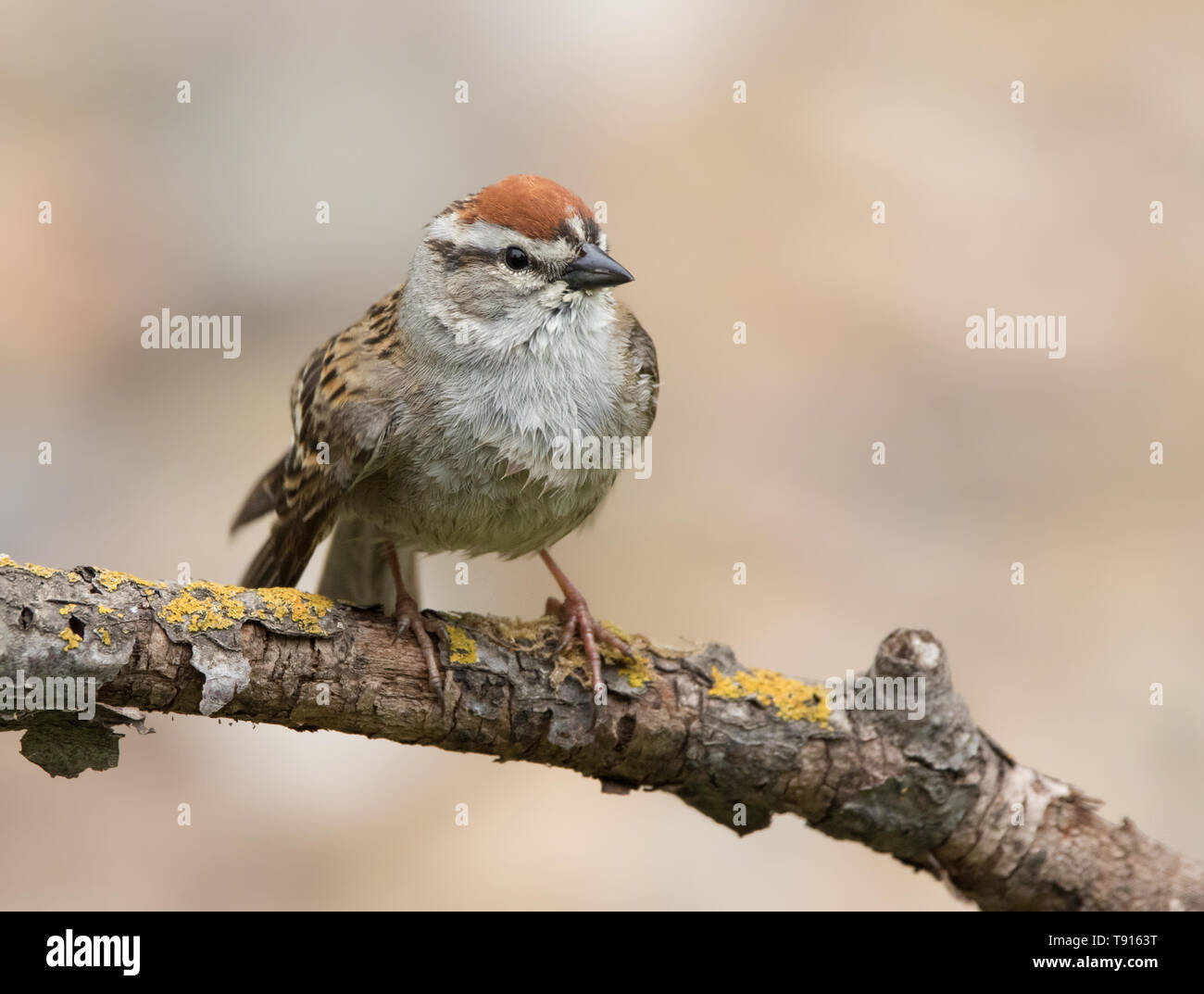 Chipping Sparrow, Spizella Passerina, männlich in Saskatoon, Saskatchewan, Kanada gehockt Stockfoto