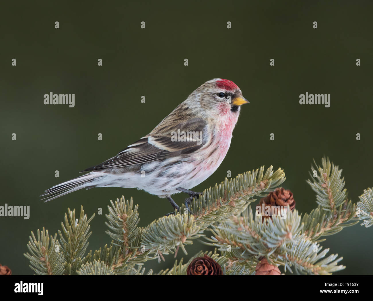 Ein männlicher Common Redpoll, Acanthis flammea, Sitzstangen auf einem Spruce Tree, in Saskatchewan, Kanada Stockfoto