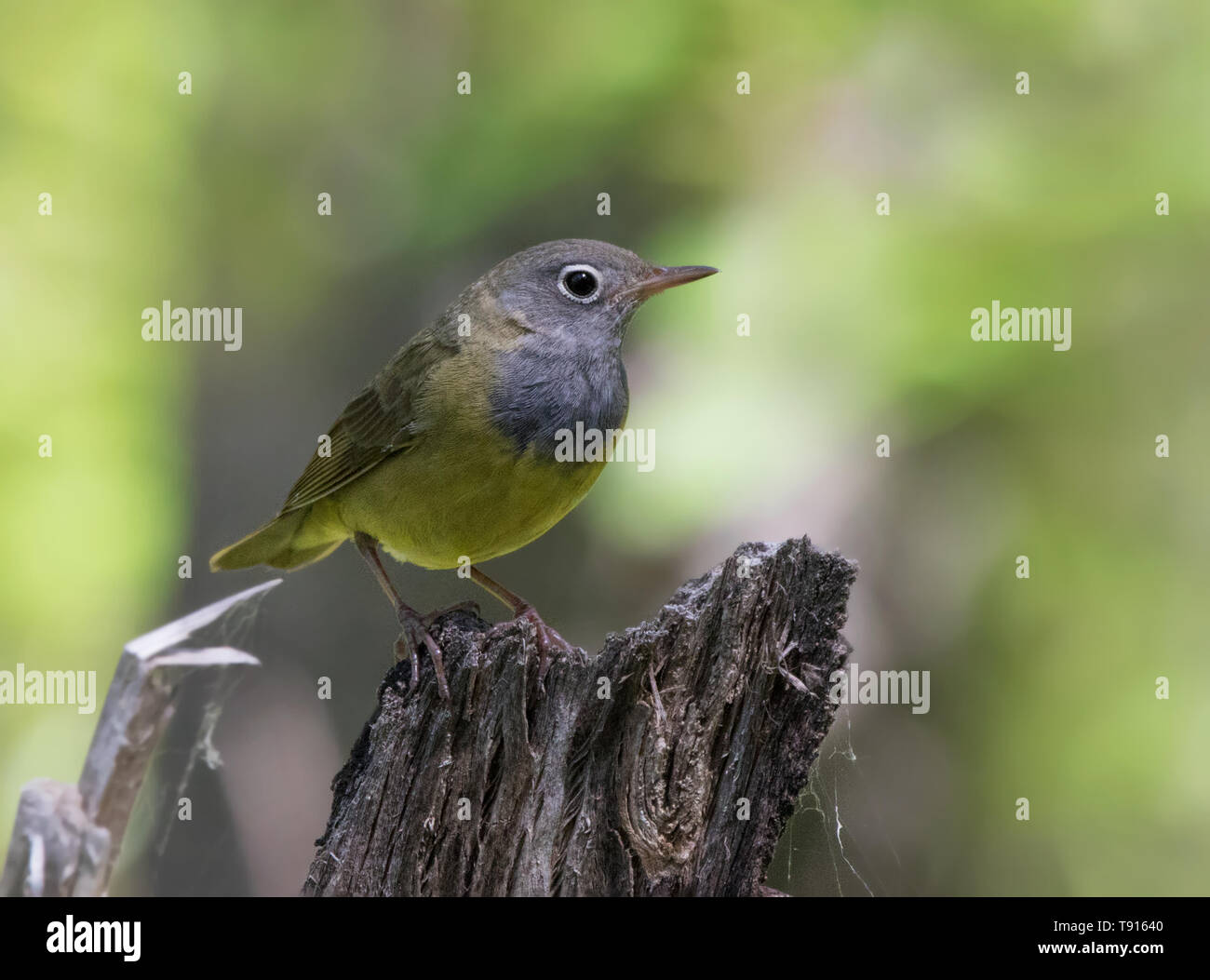 Connecticut Grasmücke, Oporornis agilis thront im Wald an Anglin Lake, Saskatchewan Stockfoto