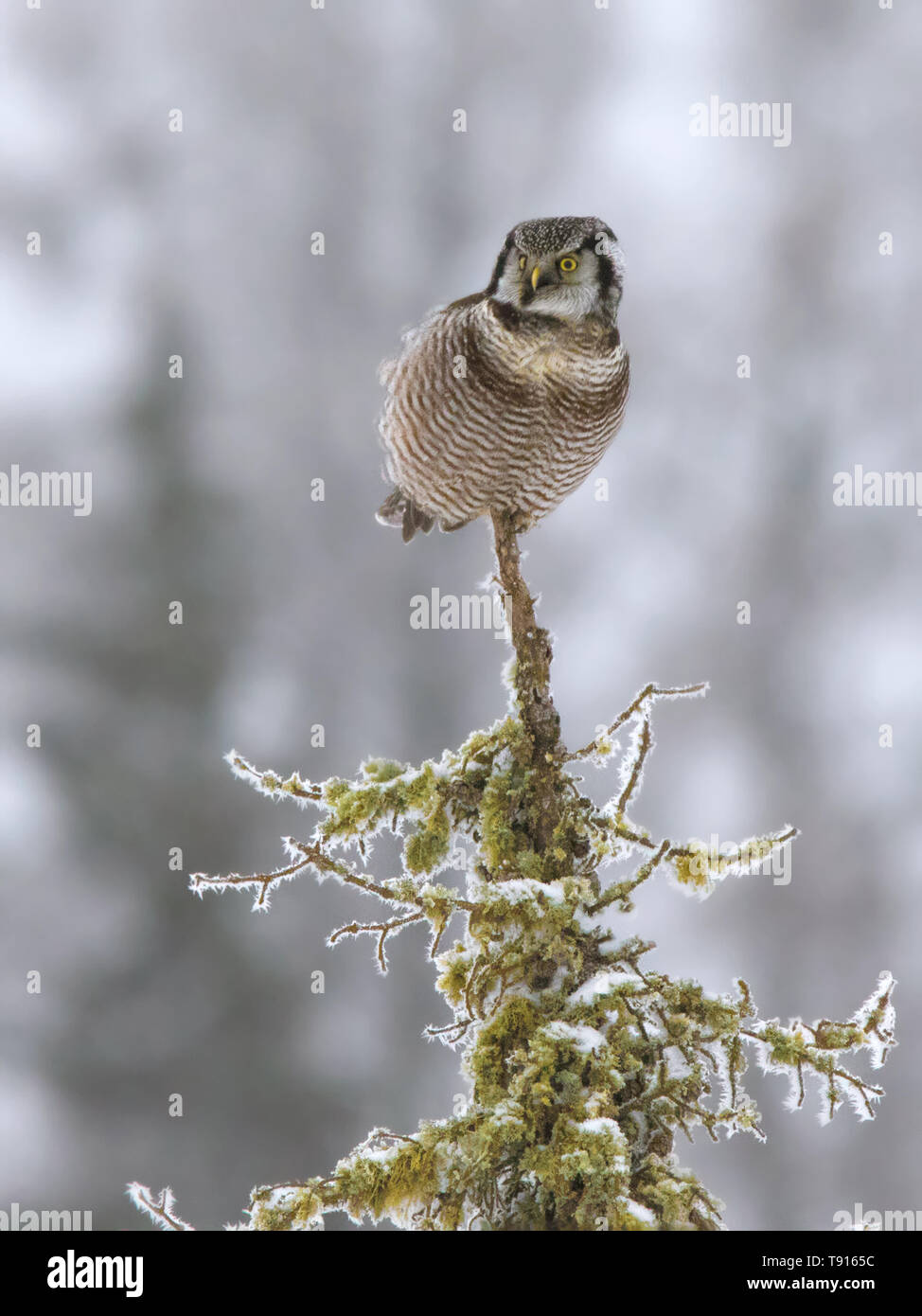 Northern Hawk Owl, Surnia ulula in Montreal Lake, Saskatchewan, Kanada gehockt Stockfoto