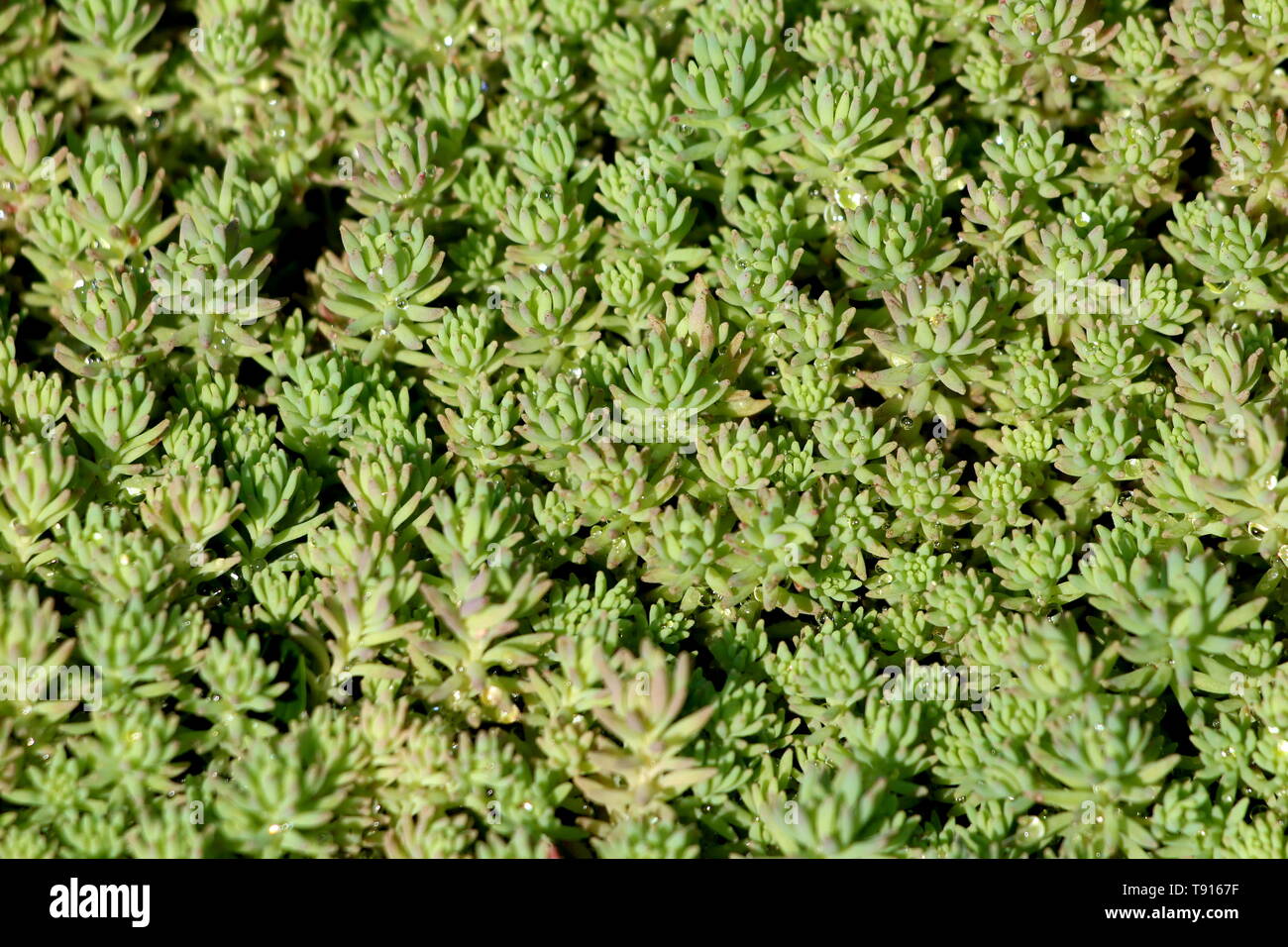 Dicht bepflanzte Sedum oder Mauerpfeffer winterharte Sukkulenten Bodendecker  Stauden grüne Pflanze Hintergrund Textur mit dicken saftigen Blätter und  fleischige Stiele Stockfotografie - Alamy
