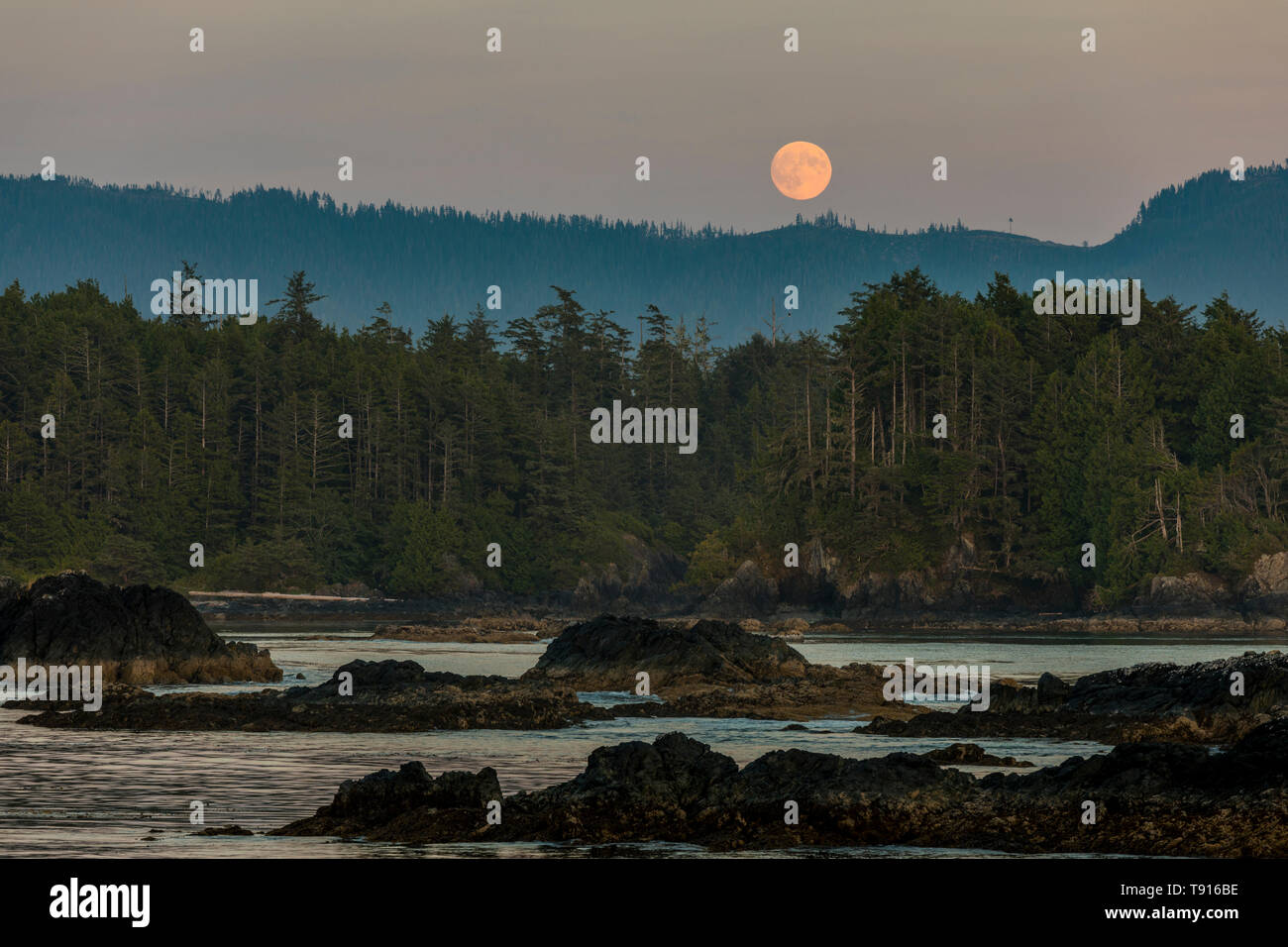 Ein voller Mond erhebt sich über Nootka Island, Nuchatlitz Provincial Park, British Columbia, Kanada. Stockfoto