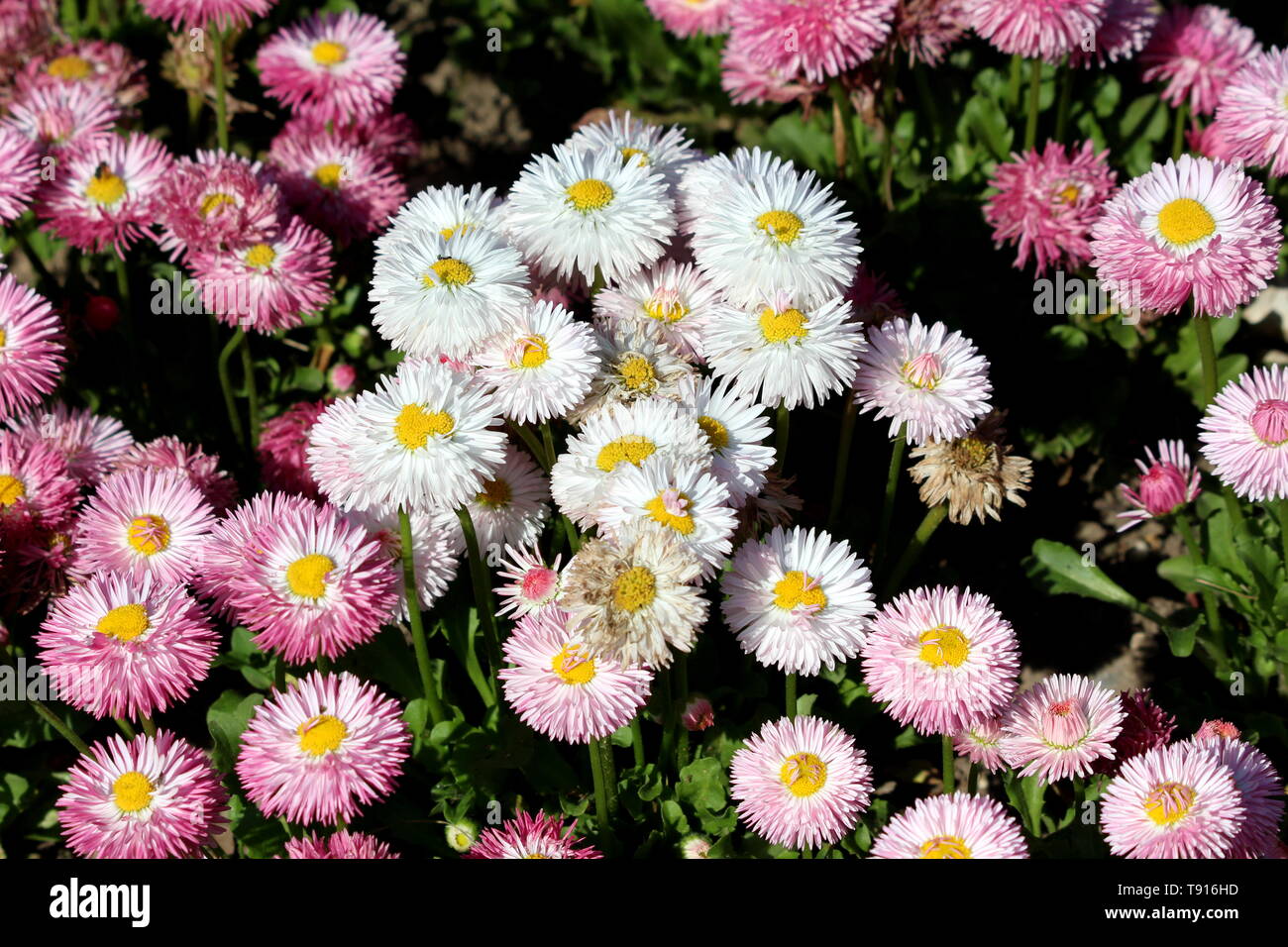 Kleine Bündel von gemeinsamen Daisy oder Bellis perennis oder Englisch daisy oder Wiese oder Rasen daisy Daisy krautige Pflanzen mit weißen und rosa Pompon Stockfoto