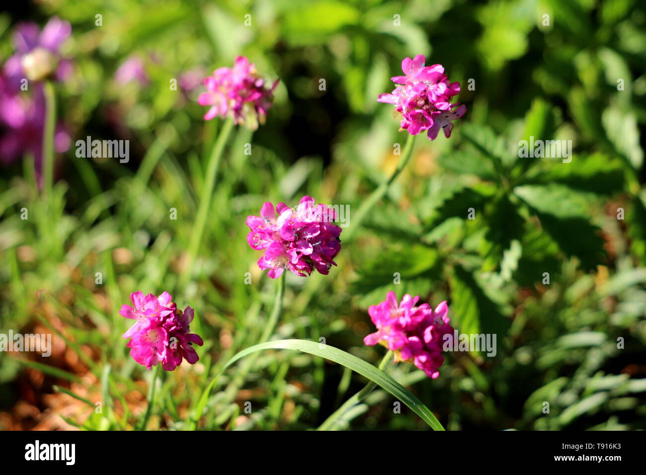 Sparsamkeit oder Armeria maritima oder Meer Sparsamkeit oder Meer pink  Kompakte mehrjährig blühende Pflanze mit kleinen rosa Blüten mit Gras und  andere Pflanzen umgeben Stockfotografie - Alamy