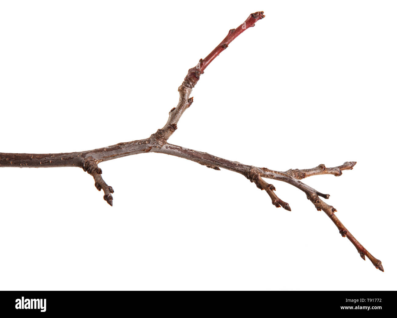 Trockene Zweige isoliert auf weißem Stockfoto