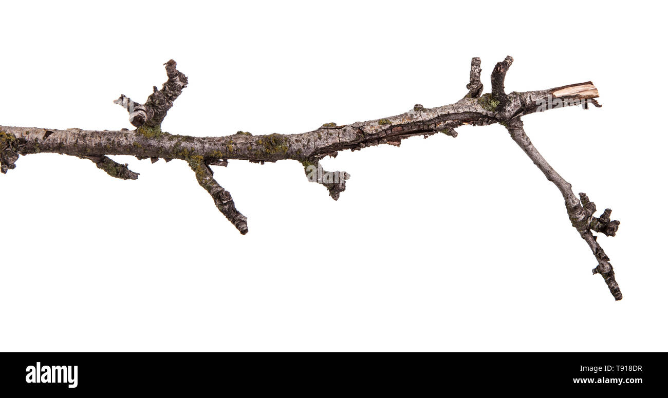 Trockenen Zweig der Pear Tree. Auf weiß Isoliert Stockfoto