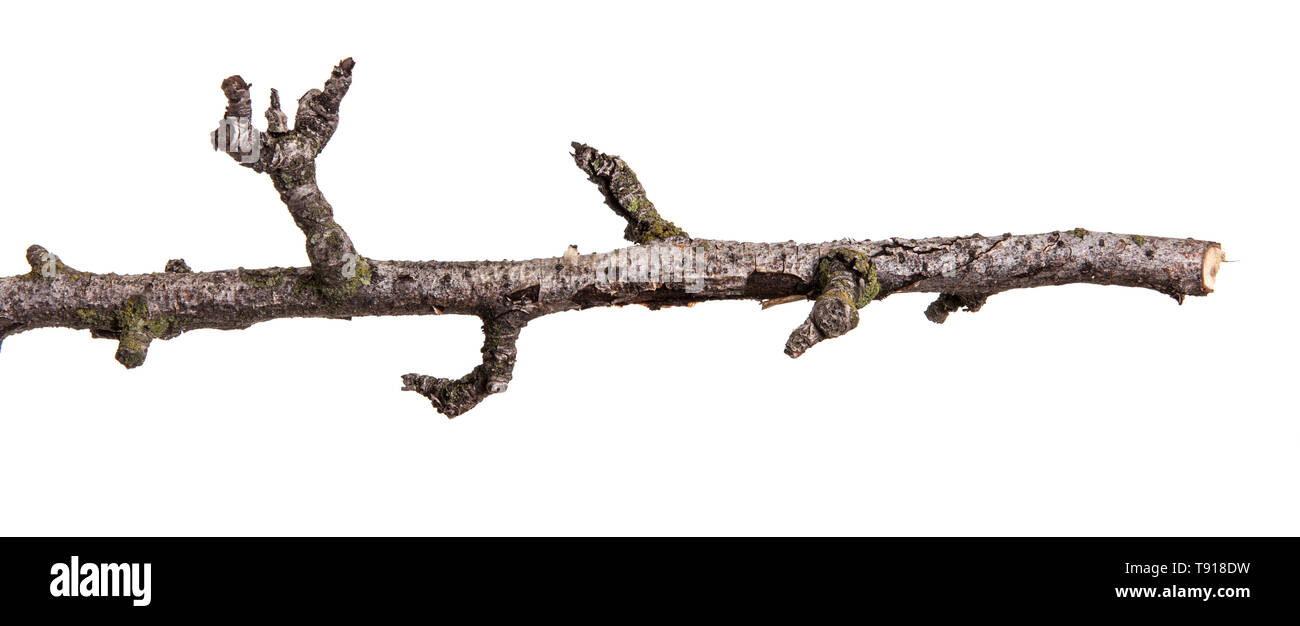 Trockenen Zweig der Pear Tree. Auf weiß Isoliert Stockfoto