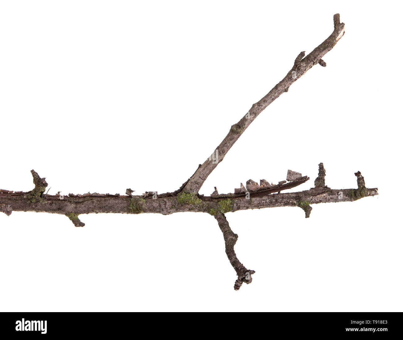 Trockenen Zweig der Pear Tree. Auf weiß Isoliert Stockfoto