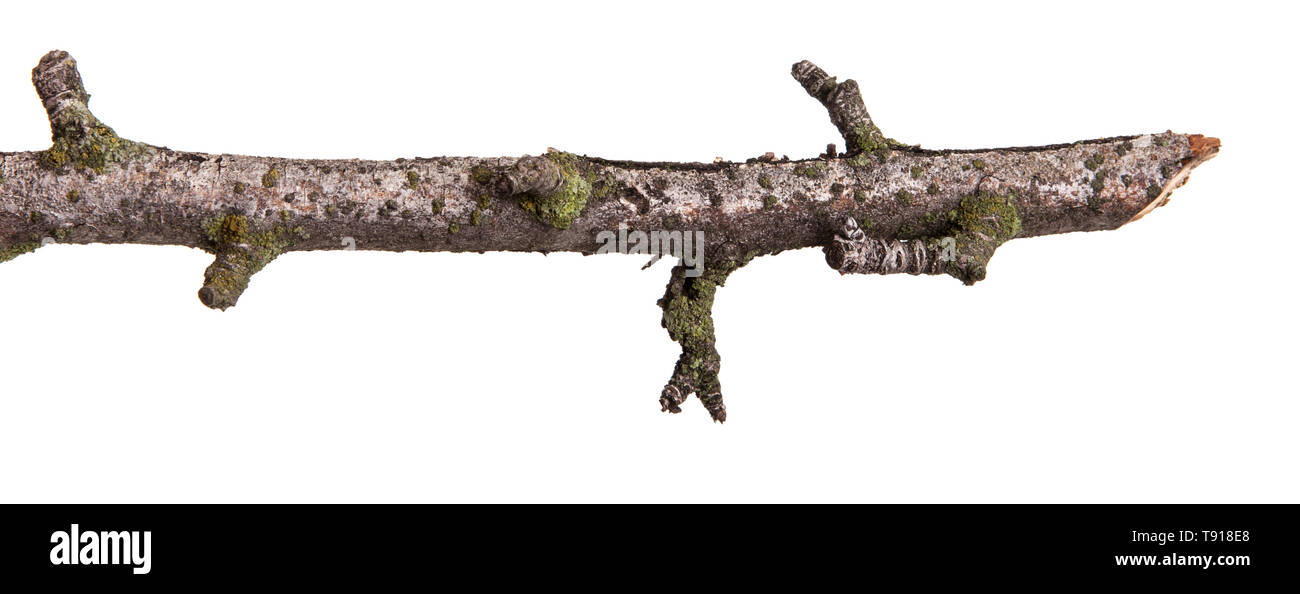 Trockenen Zweig der Pear Tree. Auf weiß Isoliert Stockfoto