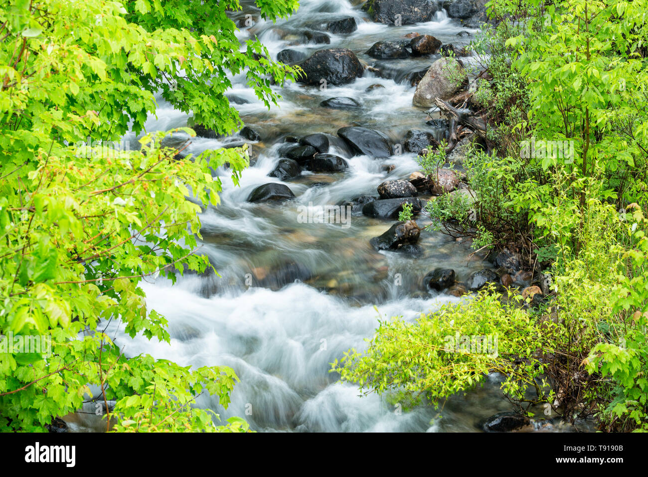 Stromschnellen auf Harris Creek, in der Nähe der Eisernen Brücke, Ontario, Kanada Stockfoto