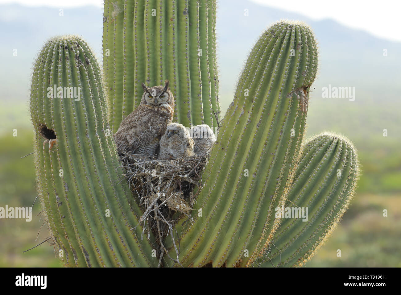 Große gehörnten Eulen, (Bubo virginianus), im Nest in Saguaro Kaktus, (Carnegiea gigantea), Sonoran Wüste, Arizona Stockfoto