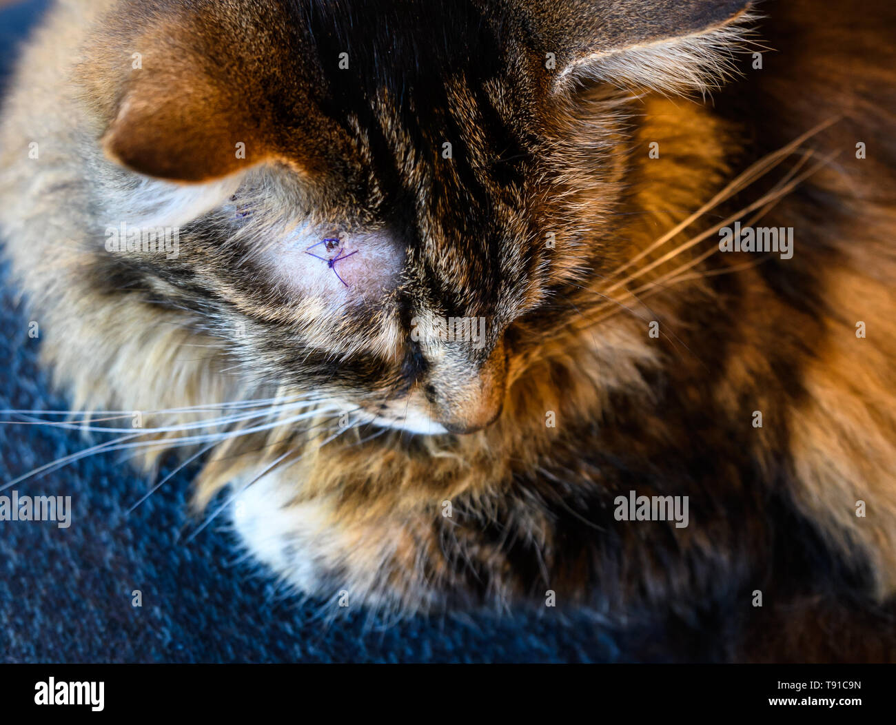 Pet- tabby Katze mit lila Stichen am Kopf Stockfoto