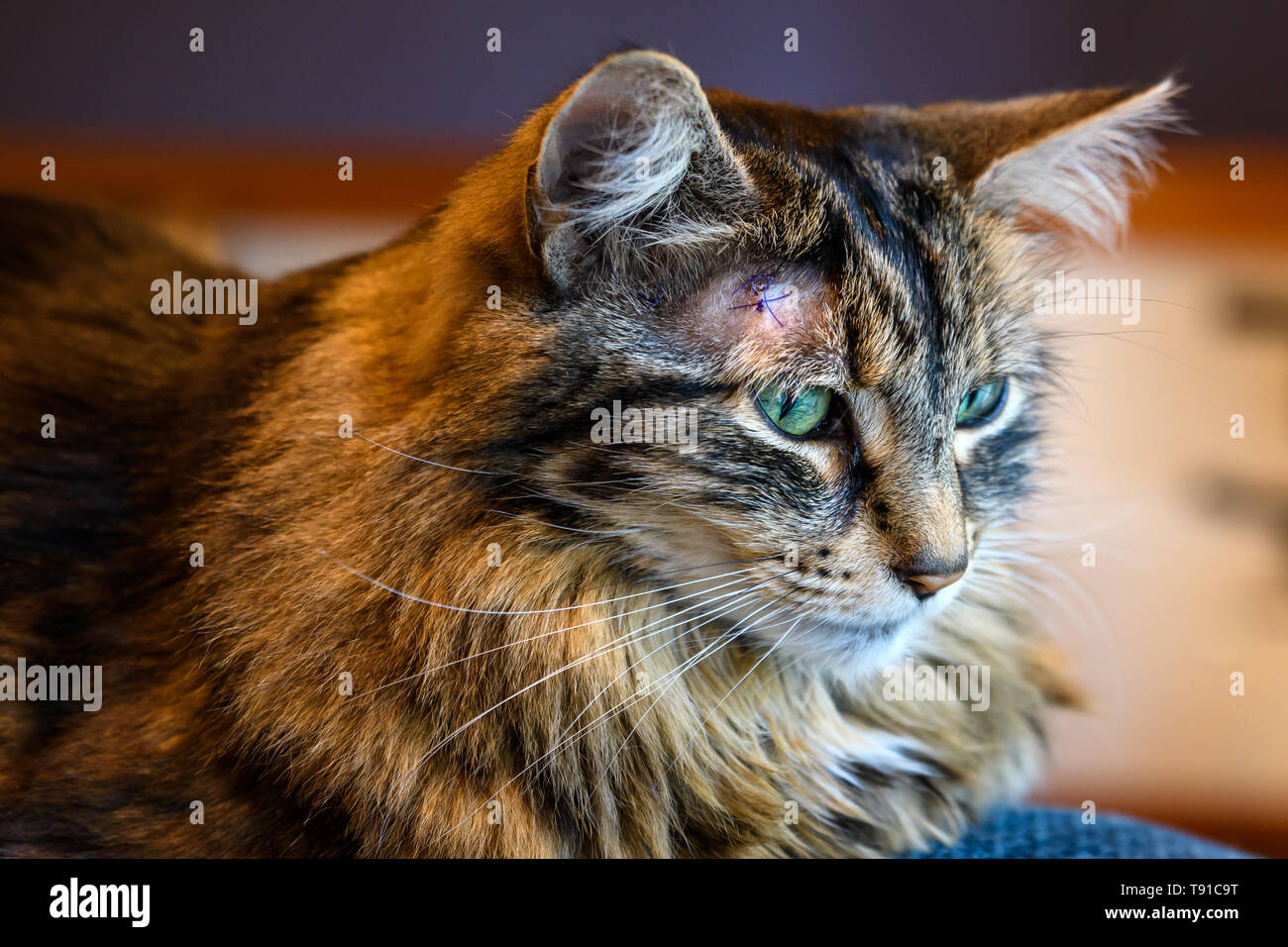 Pet- tabby Katze mit lila Stichen am Kopf Stockfoto