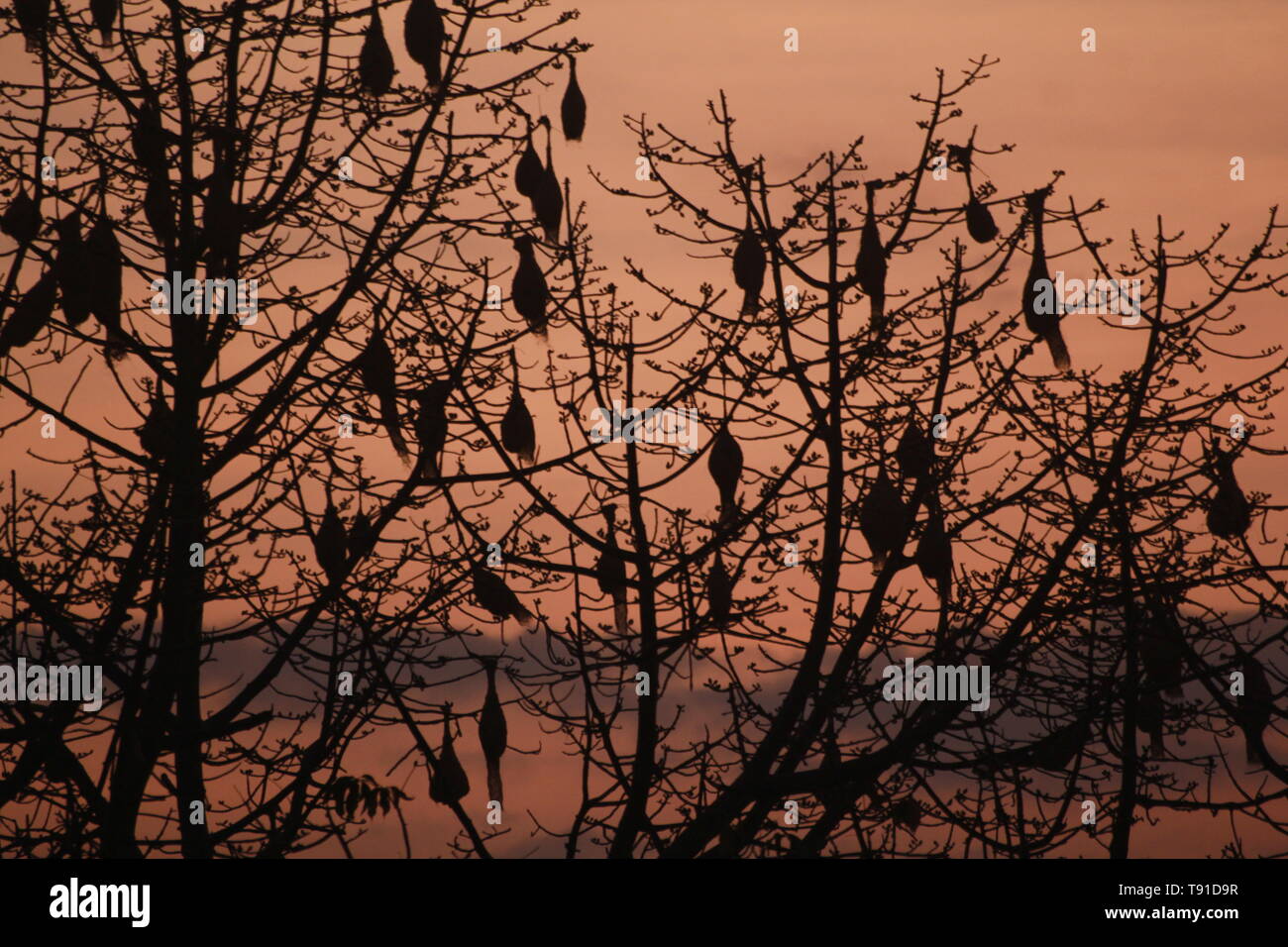 Nest von Grasmücken Stockfoto