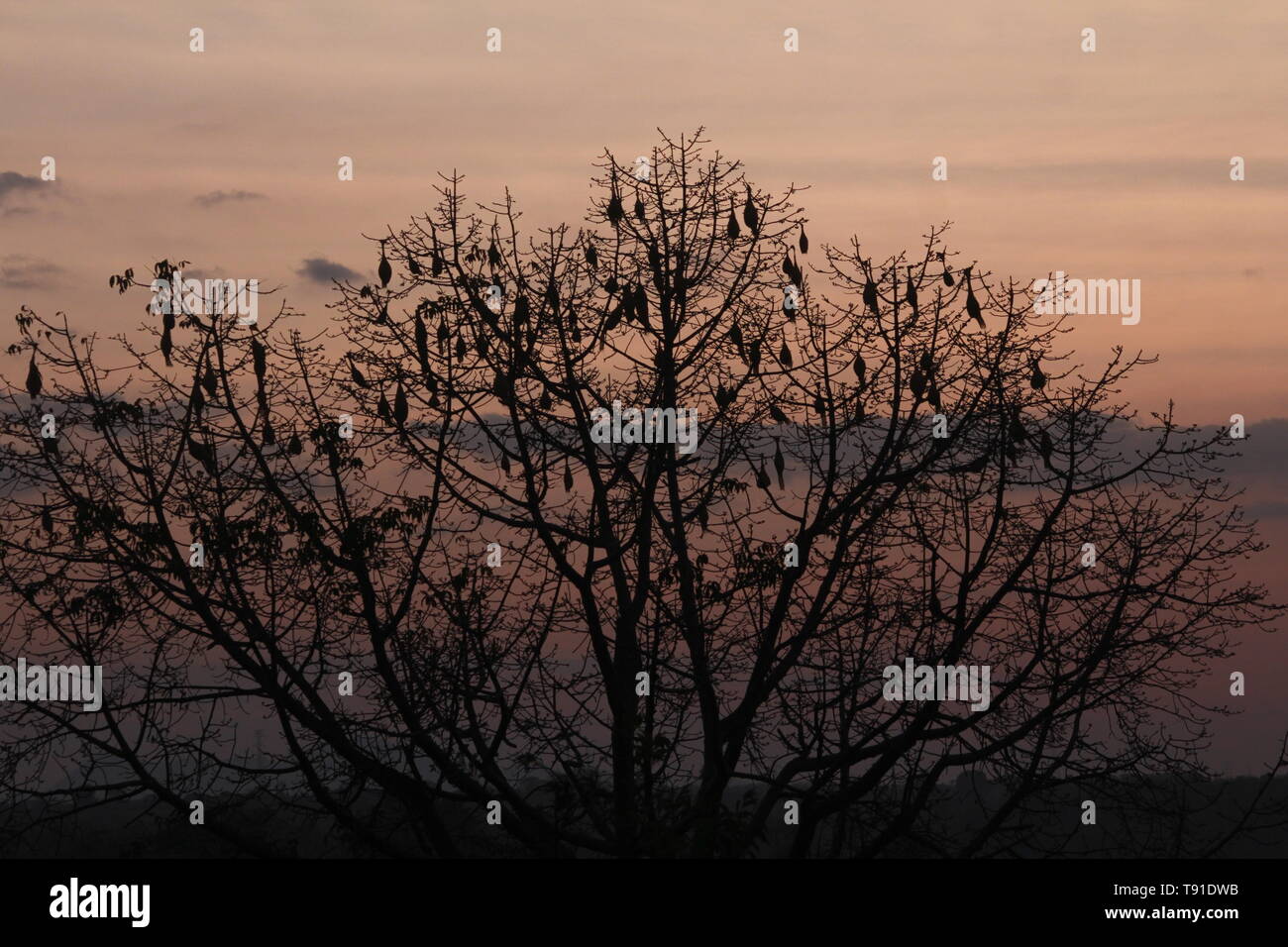 Nest von Grasmücken Stockfoto