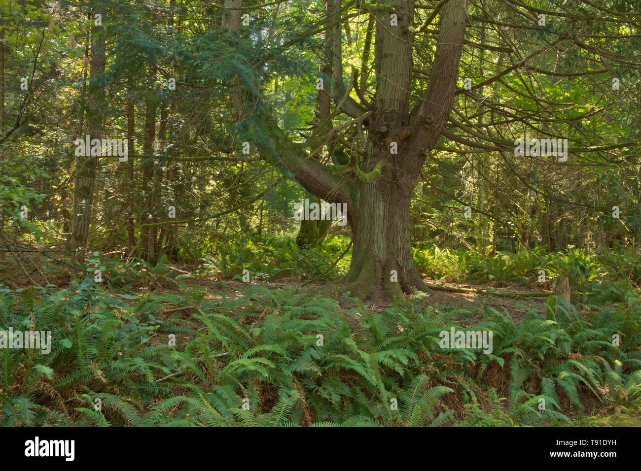 Wald am Gipfel des Mt. Maxwell Saltspring Island British Columbia Kanada Stockfoto