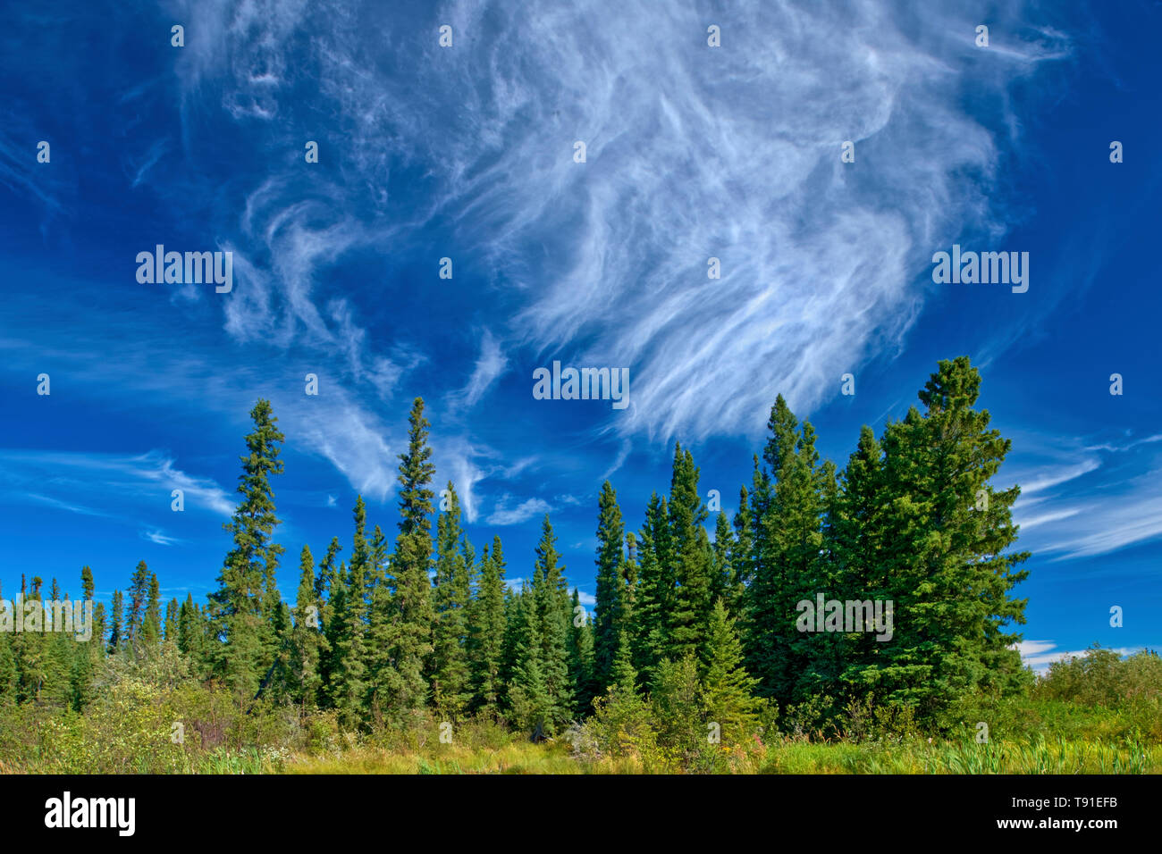 Wolken und borealen Wäldern Grass River Provincial Park Manitoba Kanada Stockfoto