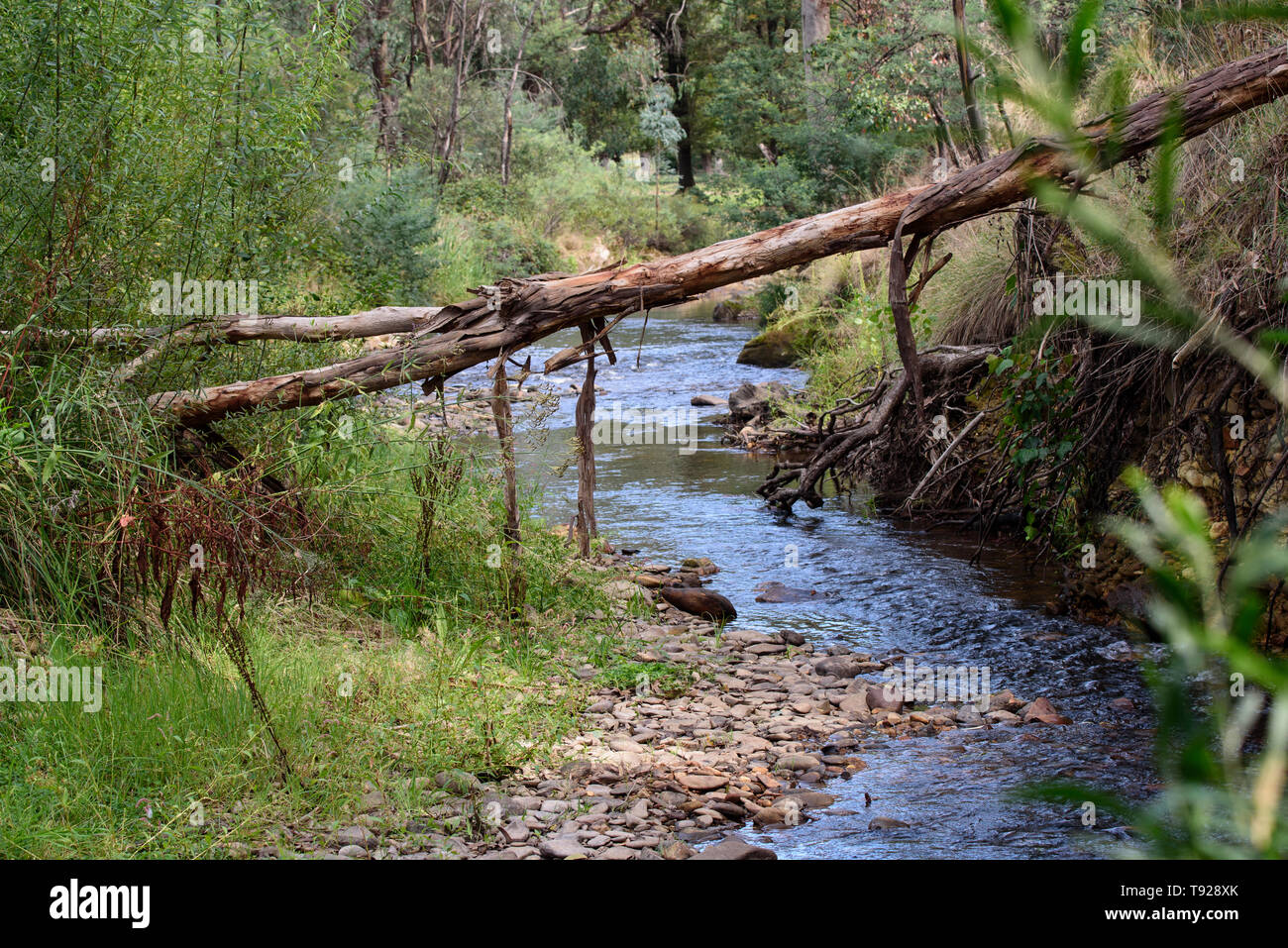 Gefallenen Gum Tree über Stream, helle Victoria Australien Stockfoto