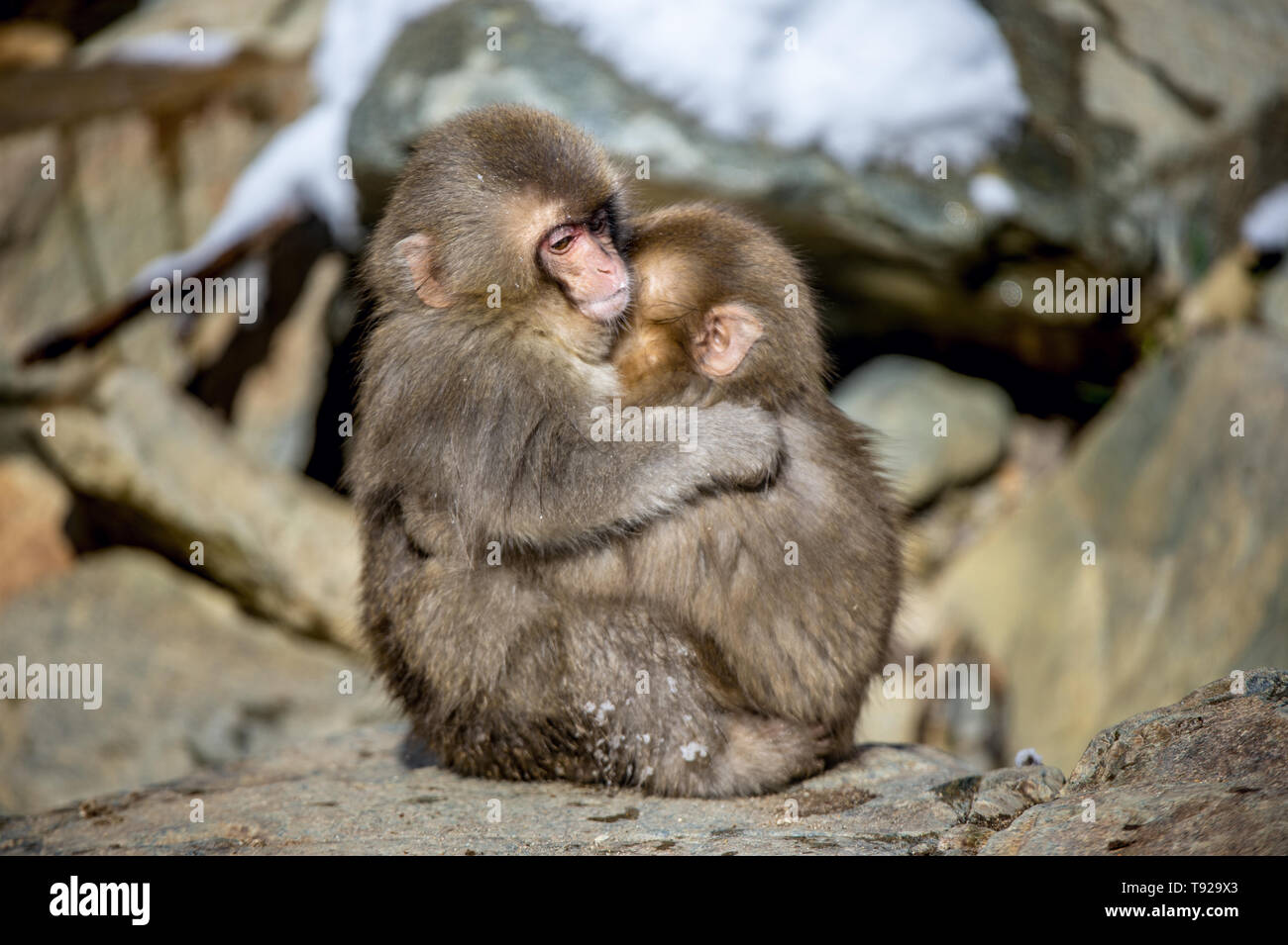 Cubs von japanischen Makaken umarmte. Winter Saison. Die japanischen Makaken, Wissenschaftlicher Name: Macaca fuscata, auch als Snow monkey bekannt. Natürliche Habita Stockfoto