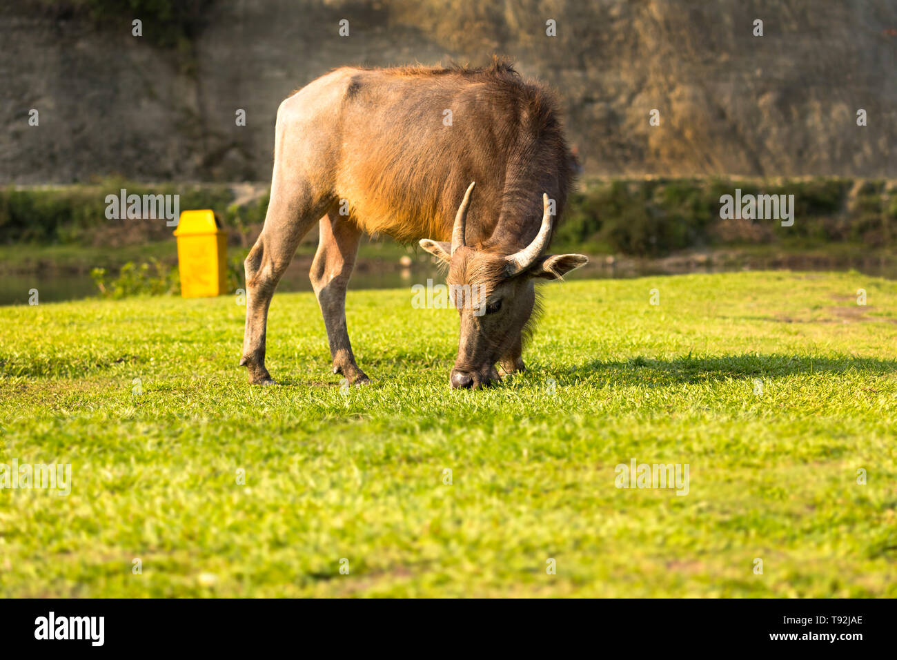 Buffalo essen Gras in Feld am See in Pokhara Nepal Stockfoto