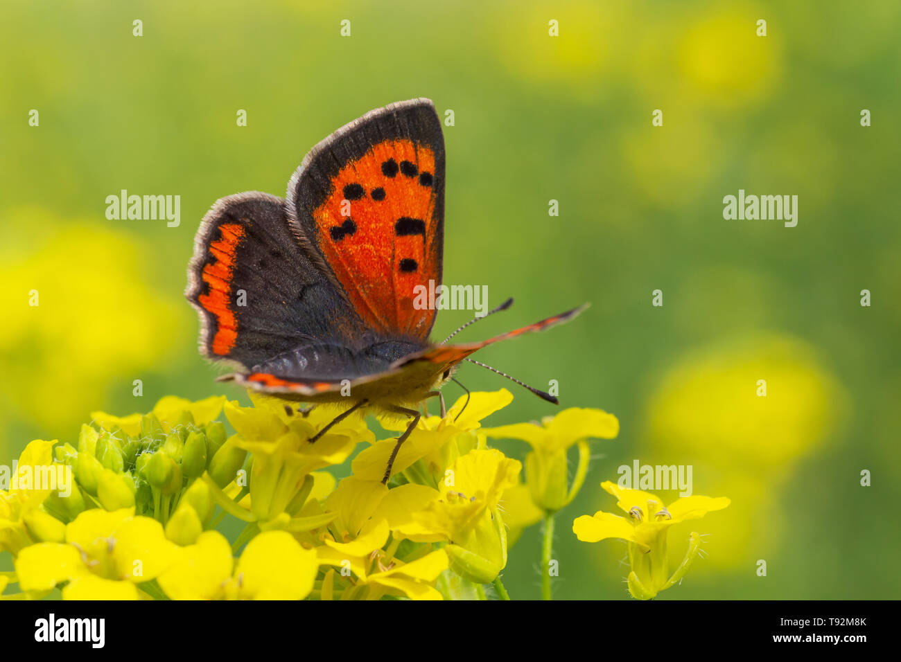 Nahaufnahme der weniger feurig Kupfer Schmetterling auf gelben Blumen Stockfoto