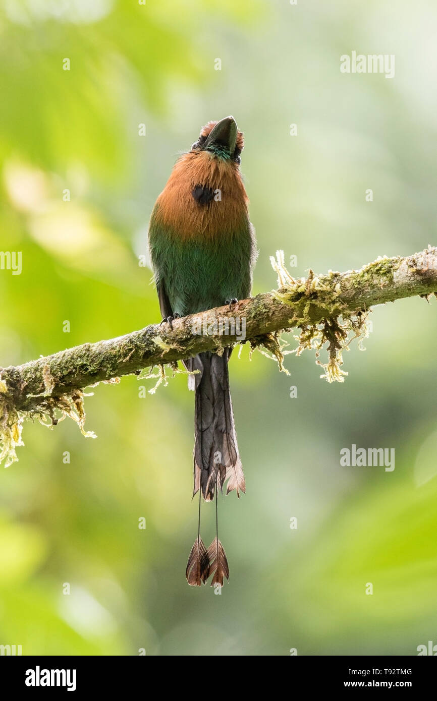 Breite in Rechnung gestellt wird, Motmot, auf Niederlassung im Wald thront, La Selva, Costa Rica, 27. März 2019 Stockfoto
