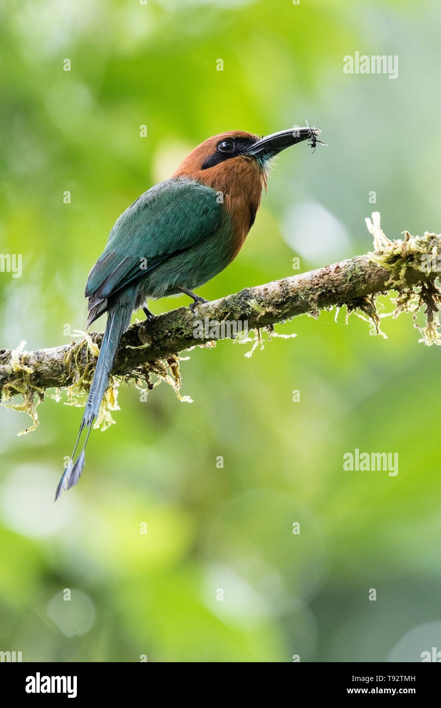 Breite in Rechnung gestellt wird, Motmot, auf Niederlassung im Wald thront, La Selva, Costa Rica, 27. März 2019 Stockfoto