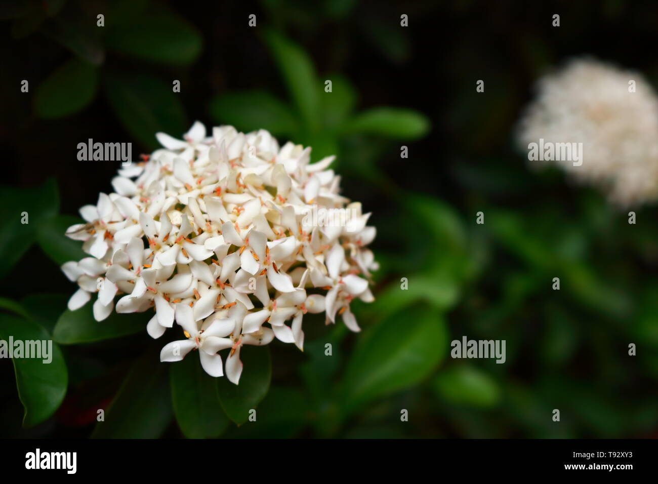 Nahaufnahme der blühenden weißen ixora oder spike Blume im Garten, selektiven Fokus Stockfoto