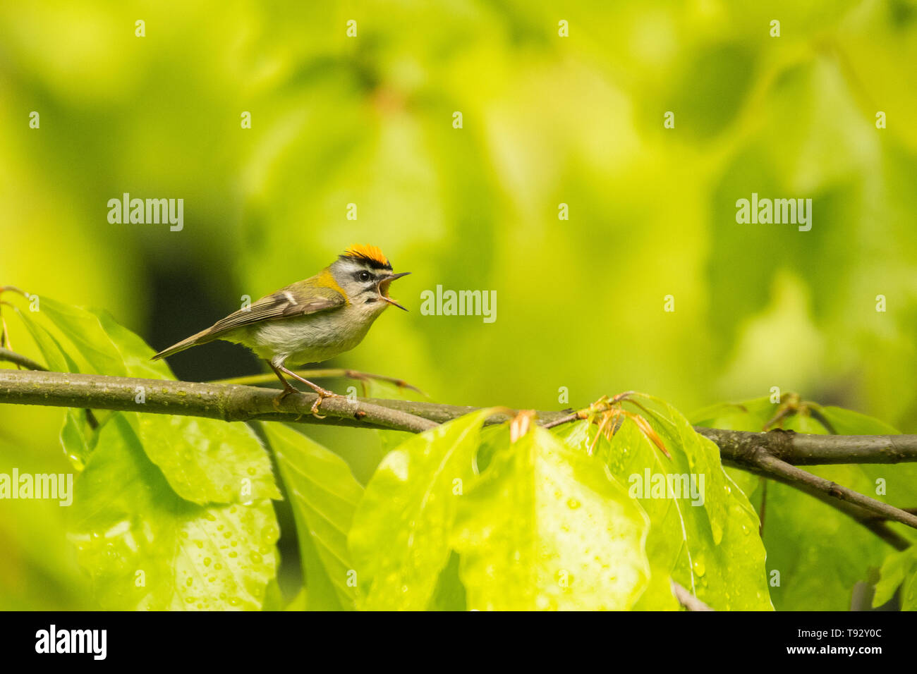 Schöne, bunte Vogel singen aus einem Zweig vor einem grünen Wald Hintergrund. Gemeinsame Firecrest (Regulus ignicapilla). Bieszczady. Polen Stockfoto