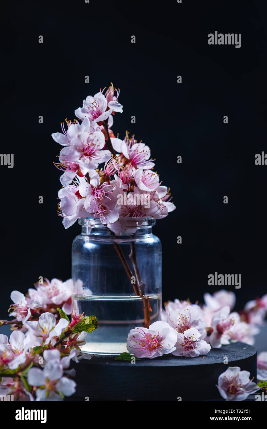 Kirschblüte in Glasflaschen mit kopieren. Dunkle Stillleben mit fragilen rosa Blüten Stockfoto
