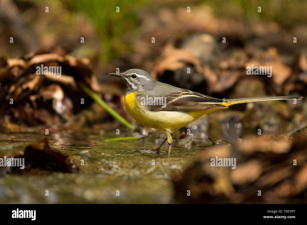 Vogel auf dem Hintergrund der Bergbach. Gebirgsstelze (Motacilla cinerea). Bieszczady. Polen Stockfoto