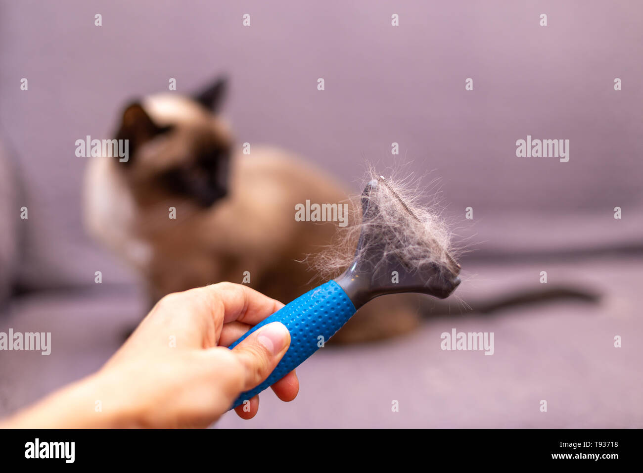 Person mit Fell kämmen für Cat in der Hand. Haar von der Katze auf den Pinsel. Konzept der Allergien, Erkrankungen der Atemwege, Asthma zu Katzen Stockfoto