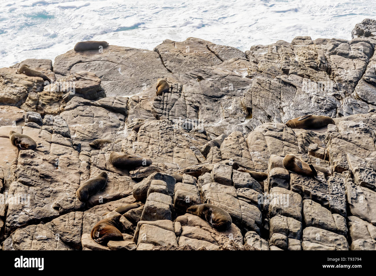 Schöne Kolonie von Seelöwen in den Flinders Chase National Park, Kangaroo Island, Südaustralien Stockfoto