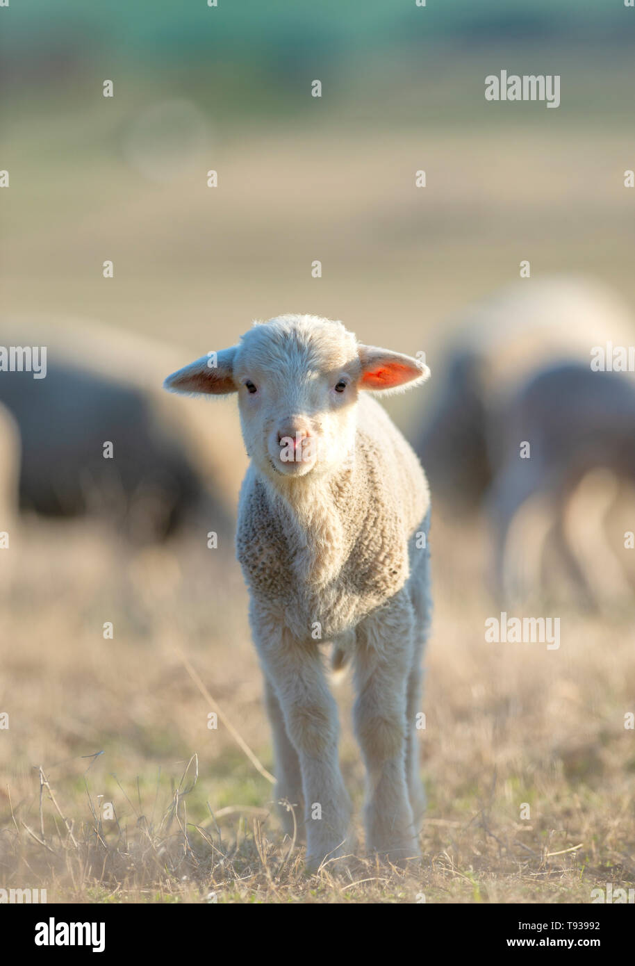 Niedliches kleines Lamm auf frischen grünen Wiese bei Sonnenaufgang Stockfoto