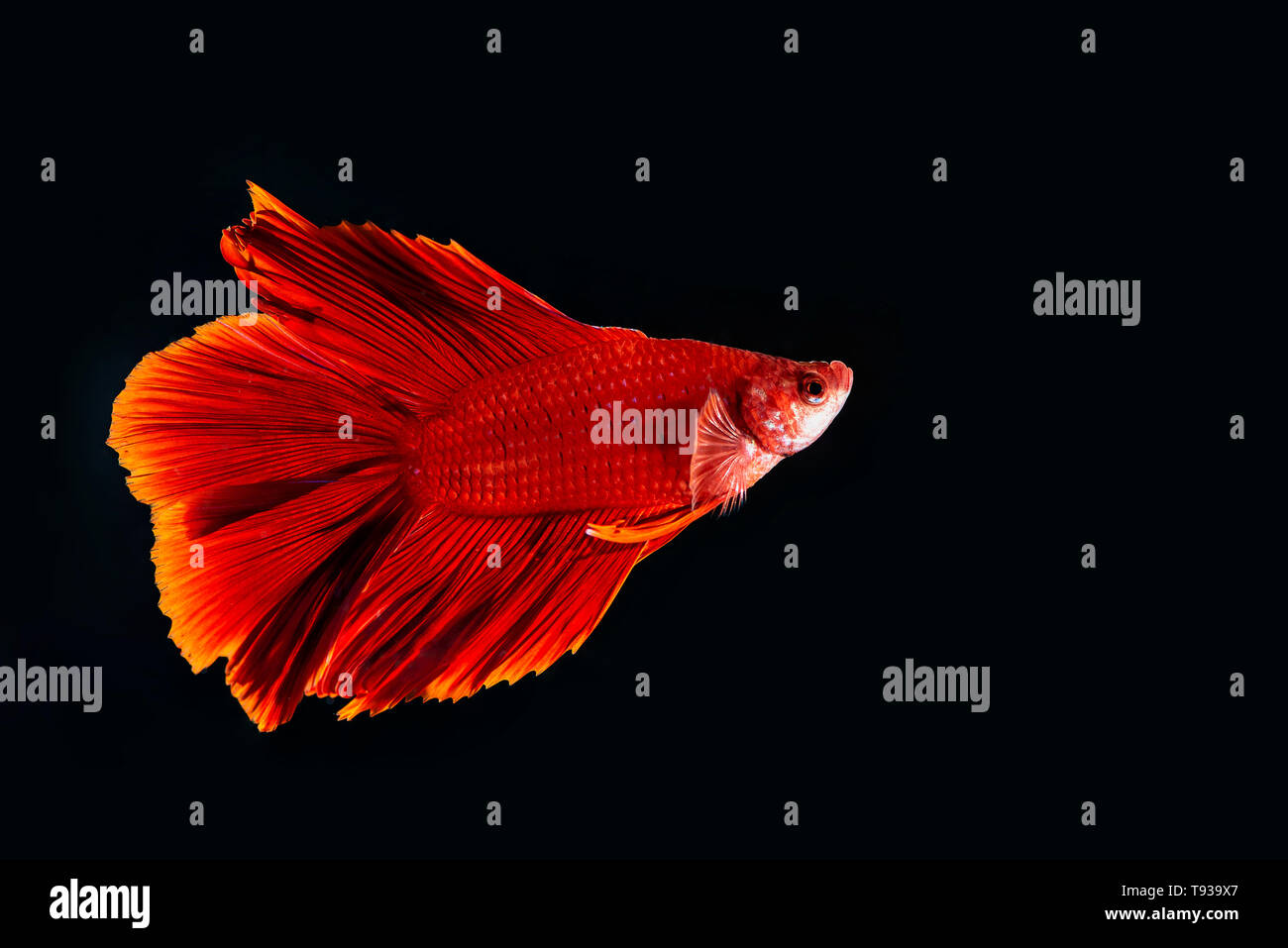 Beta Fisch, kämpfenden Fisch in watter Stockfoto