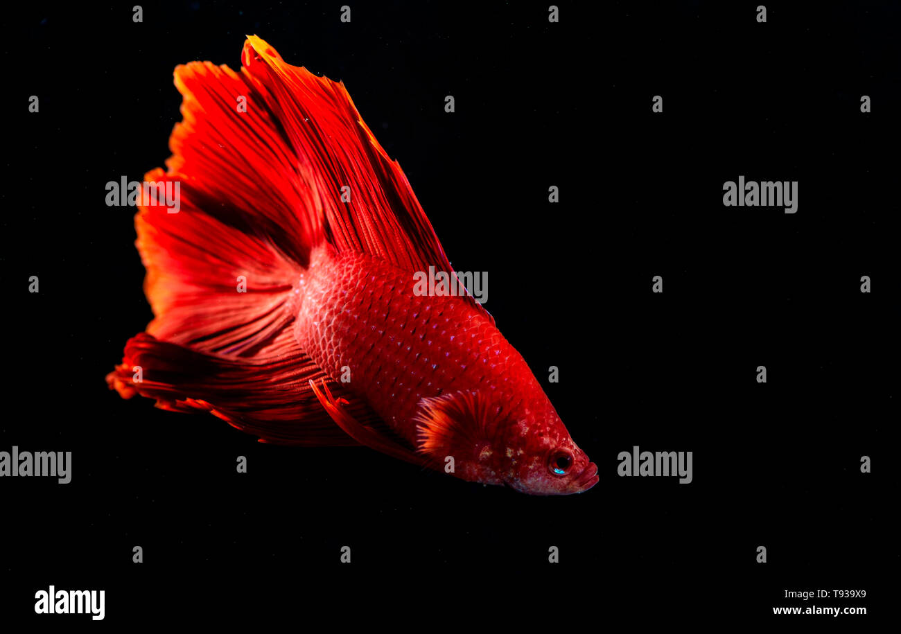 Beta Fisch, kämpfenden Fisch in watter Stockfoto