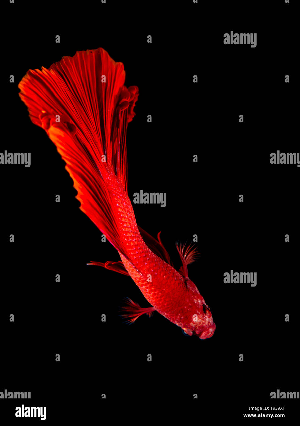 Beta Fisch, kämpfenden Fisch in watter Stockfoto