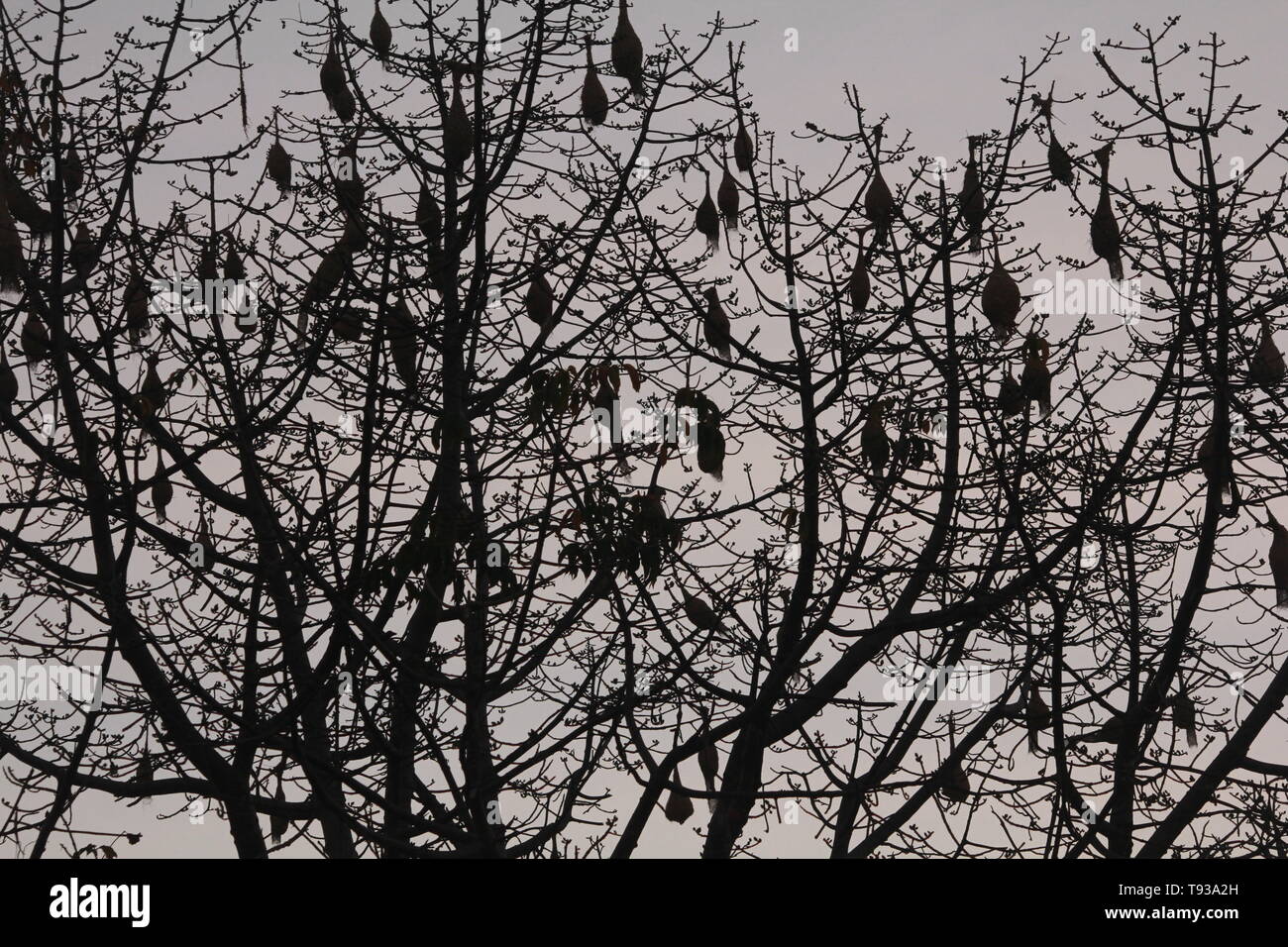 Nest von Grasmücken Stockfoto