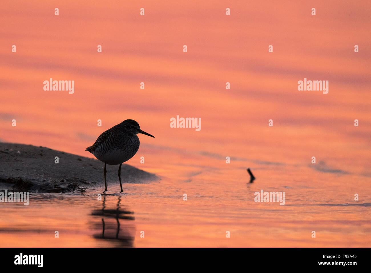 Bruchwasserläufer (Tringa glareola). Silhouette eines Vogels auf dem Hintergrund der See bei Sonnenaufgang. Polesien. Die Ukraine Stockfoto