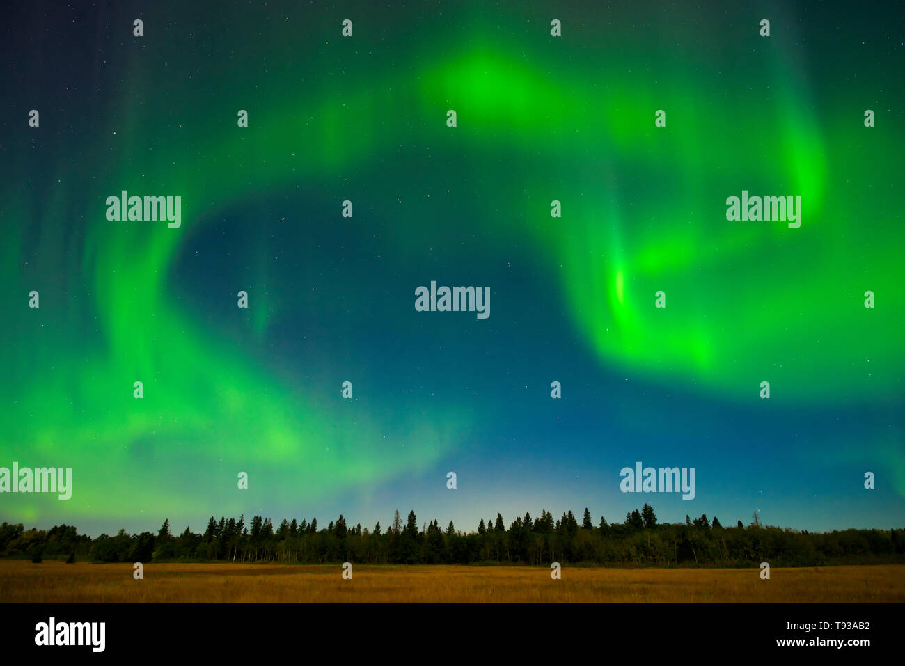 Nordlichter (Aurora Borealis) Birds Hill Provincal Park Manitoba Kanada Stockfoto