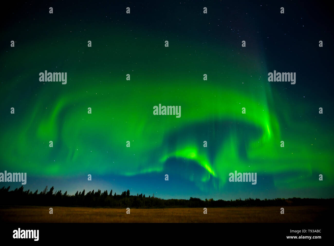 Nordlichter (Aurora Borealis) Birds Hill Provincal Park Manitoba Kanada Stockfoto