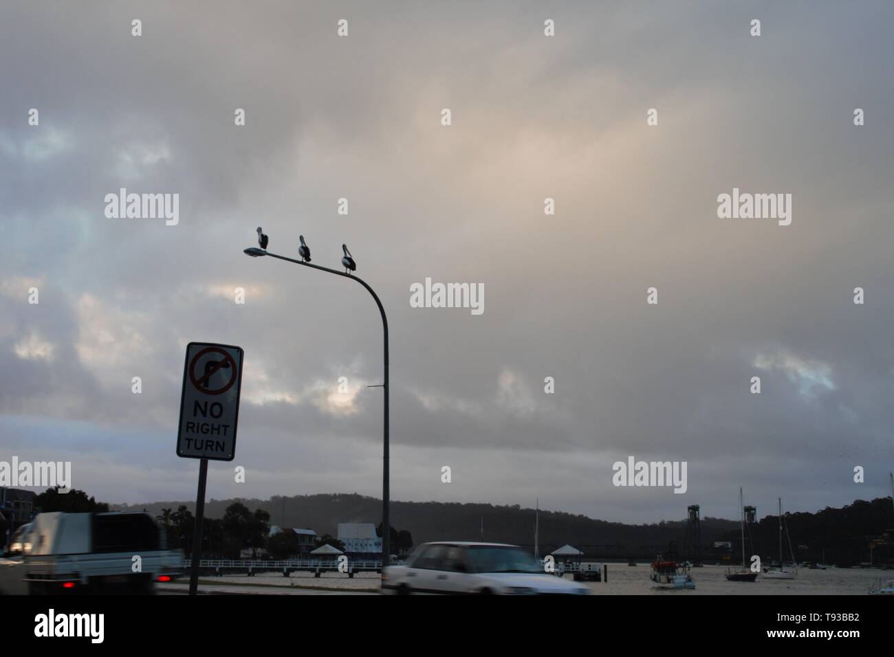 Tolles Foto, 3 Pelikane sitzen auf einer Straße Licht am späten Nachmittag Stockfoto
