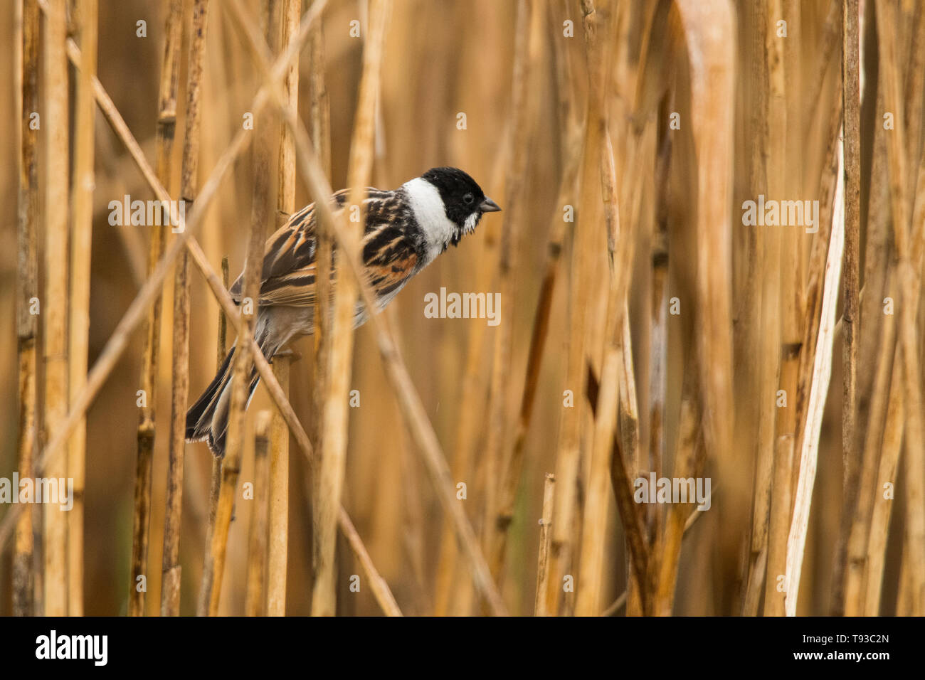 Gemeinsame Rohrammer (Emberiza schoeniclus). Polesien. Die Ukraine Stockfoto