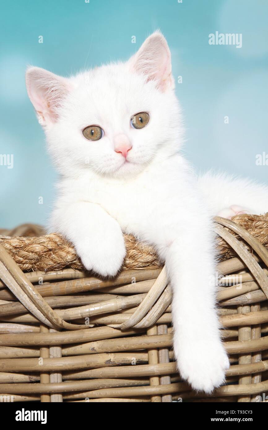 Britisch Kurzhaar Kätzchen Stockfoto