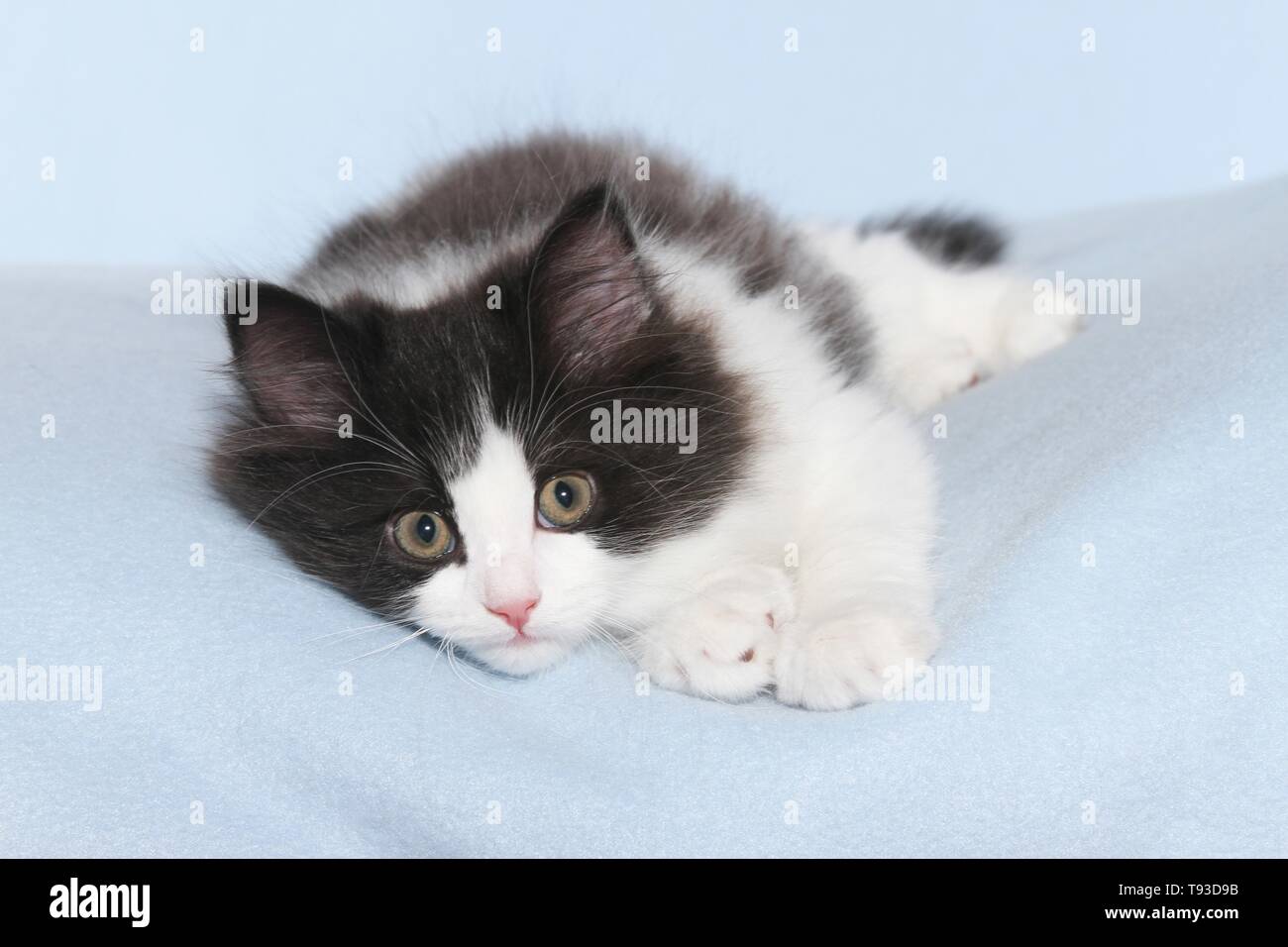 Deutsch Langhaar Kitten Stockfoto