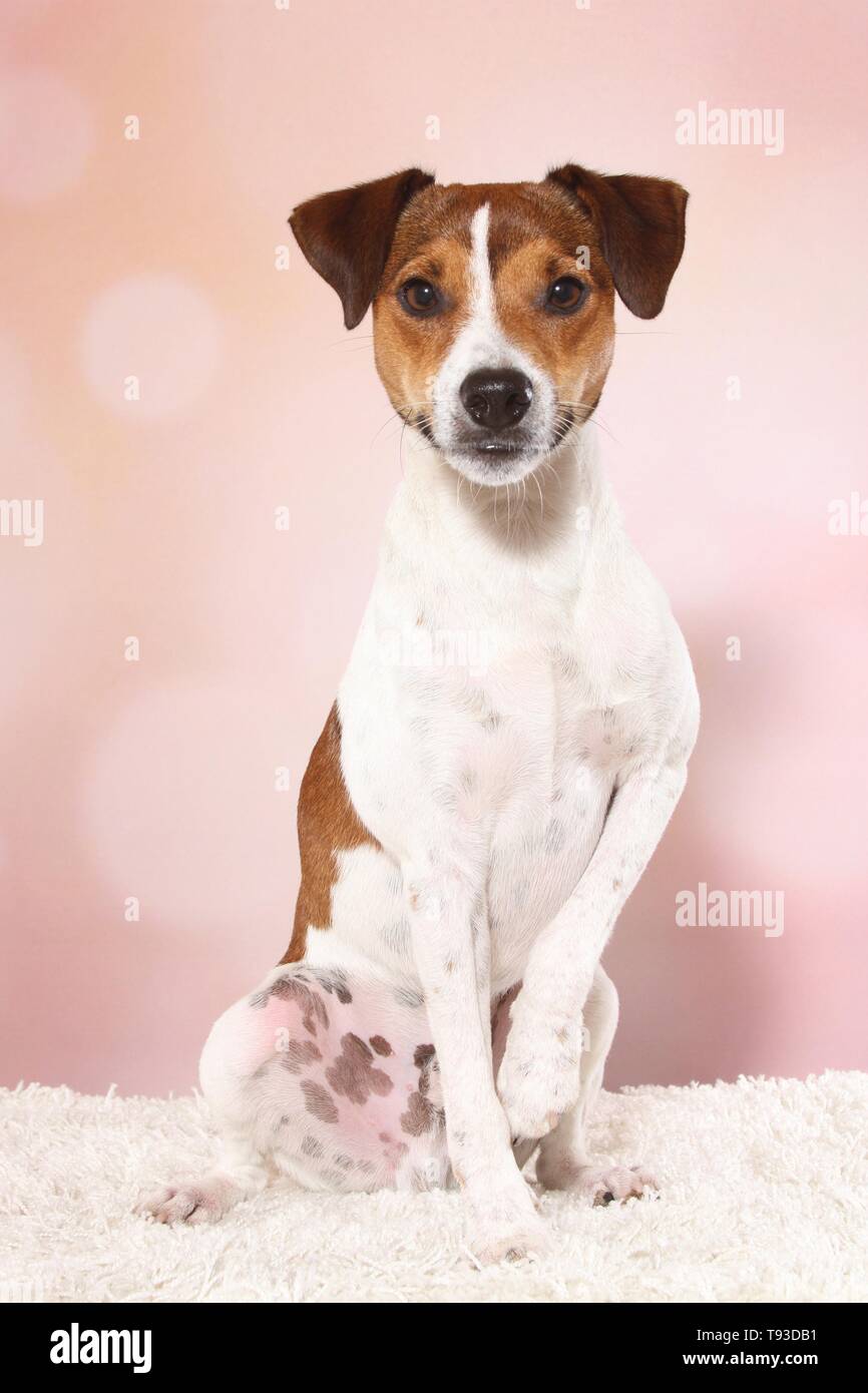 Parson Russell Terrier sitzend Stockfoto