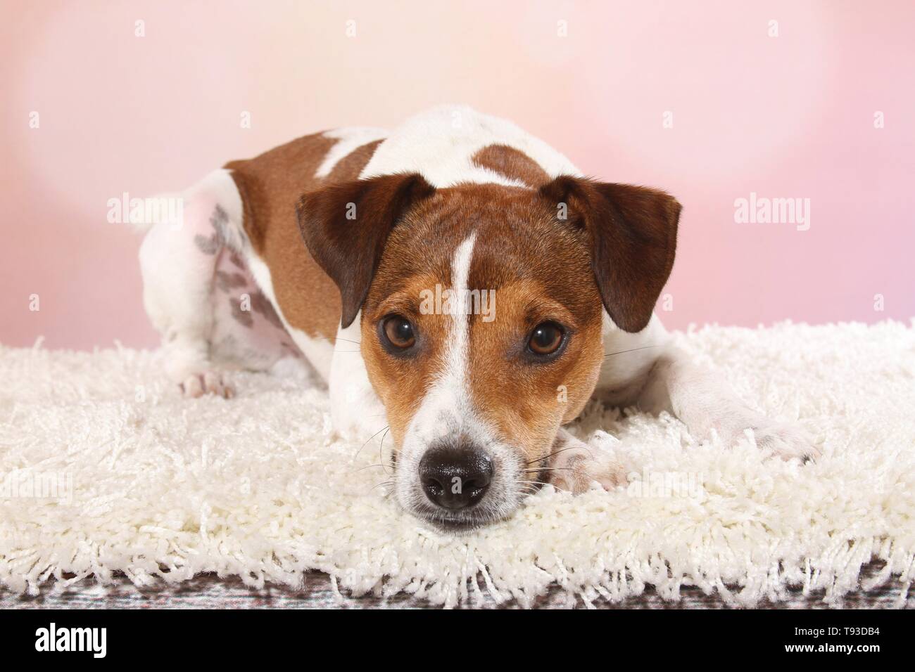 Parson Russell Terrier liegend Stockfoto